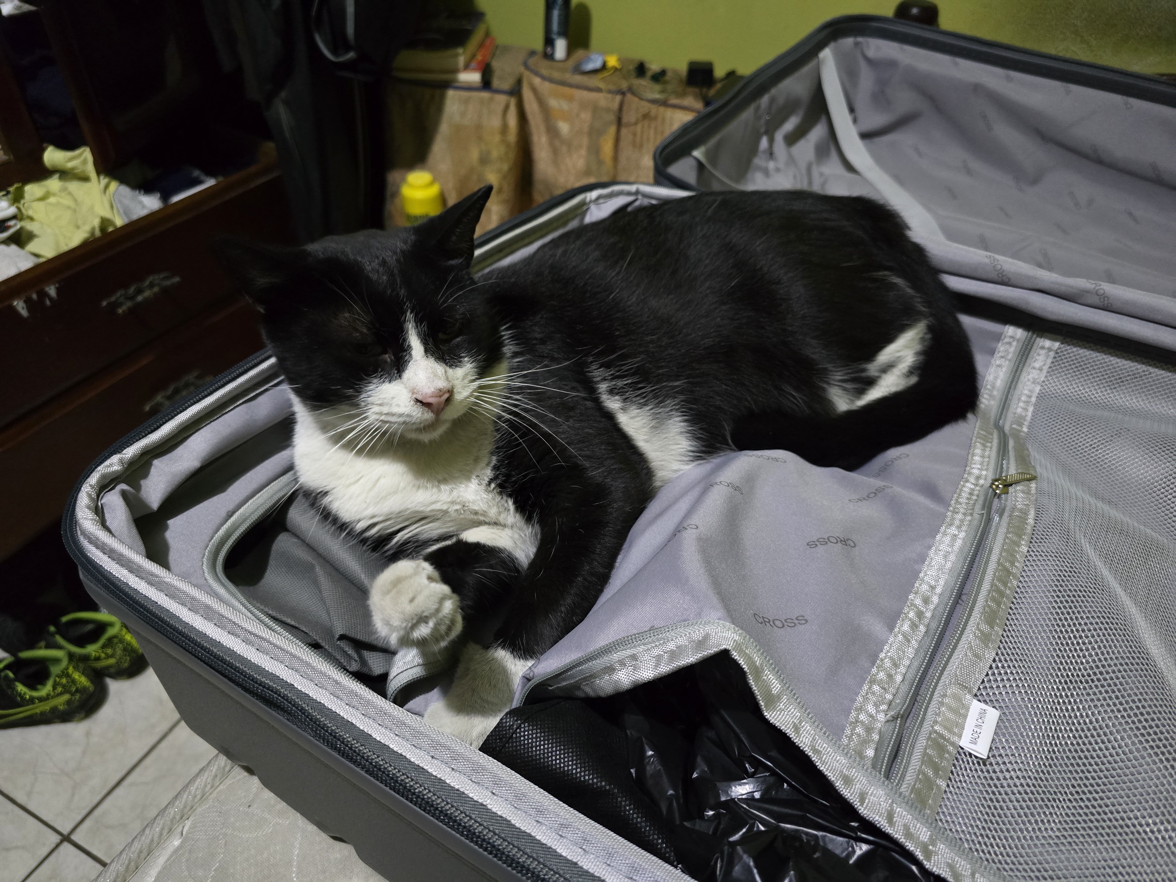 Copito, a fluffy black and white cat - the inspiration behind Copito Lyrics